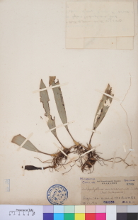 Specimen thumbnail